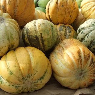 Peluang Usaha Budidaya Blewah dan Analisa Usahanya