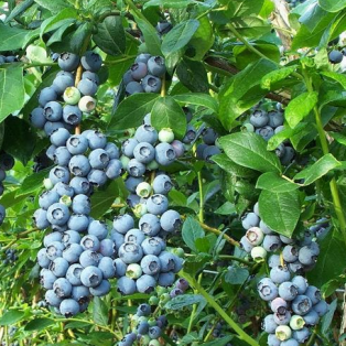 Peluang Usaha Budidaya Blueberry dan Analisa Usahanya