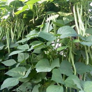 Peluang Usaha Budidaya Tanaman Buncis dan Analisa Usahanya