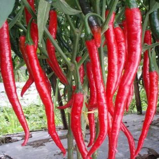 Peluang Usaha Budidaya Cabe Merah Besar dan Analisa Usahanya