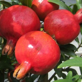 Peluang Usaha Budidaya Buah Delima dan Analisa Usahanya
