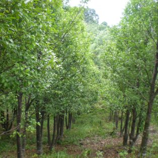 Peluang Usaha Budidaya Tanaman Gaharu dan Analisa Usahanya
