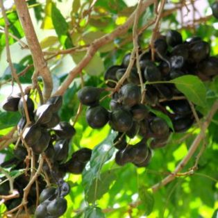 Peluang Usaha Budidaya Jengkol dan Analisa Usahanya