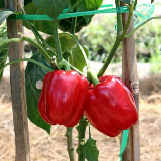 Peluang Usaha Budidaya Paprika dan Analisa Usahanya