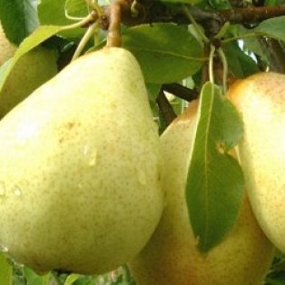 Peluang Usaha Budidaya Buah Pir dan Analisa Usahanya