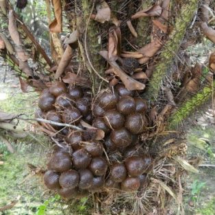 Peluang Usaha Budidaya Salak Pondoh dan Analisa Usahanya
