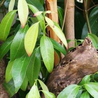 Peluang Usaha Budidaya Tanaman Kayu Manis dan Analisa Usahanya