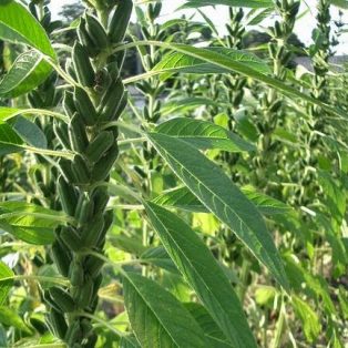 Peluang Usaha Budidaya Tanaman Wijen dan Analisa Usahanya