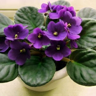 Peluang Usaha Budidaya Bunga African Violet Dan Analisa Usahanya