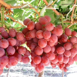 Peluang Usaha Budidaya Anggur Merah Dan Analisa Usahanya