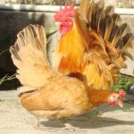Peluang Usaha Budidaya Ayam Kate Dan Analisa Usahanya