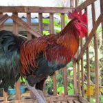 Peluang Usaha Budidaya Ayam Pelung Dan Analisa Usahanya