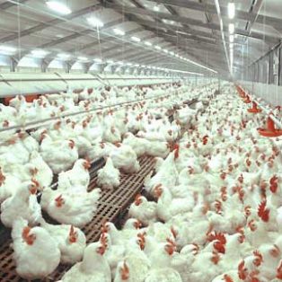 Peluang Usaha Budidaya Ayam Potong Dan Analisa Usahanya