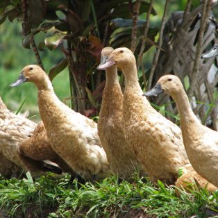Peluang Usaha Budidaya Bebek Pedaging Dan Analisa Usahanya