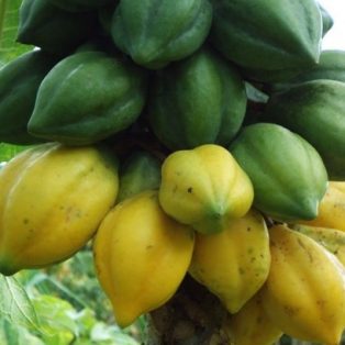 Peluang Usaha Budidaya Buah Carica Dan Analisa Usahanya