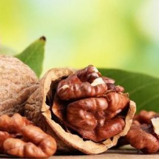 Peluang Usaha Budidaya Buah Kenari Dan Analisa Usahanya