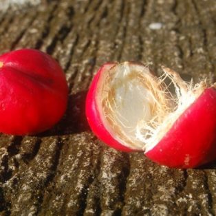 Peluang Usaha Budidaya Buah Simalakama Dan Analisa Usahanya