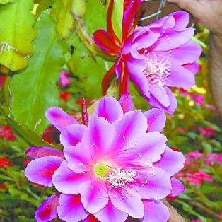 Peluang Usaha Budidaya Bunga Wijaya Kusuma Dan Analisa Usahanya