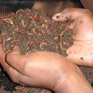 Peluang Usaha Budidaya Cacing Lumbricus Dan Analisa Usahanya