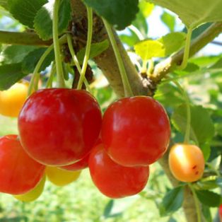 Peluang Usaha Budidaya Cherry Dan Analisa Usahanya