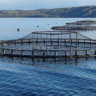 Peluang Usaha Budidaya Ikan Cakalang Dan Analisa Usahanya