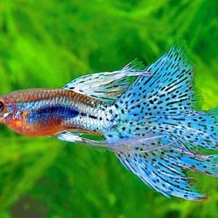 Peluang Usaha Budidaya Ikan Guppy Dan Analisa Usahanya