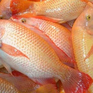 Peluang Usaha Budidaya Ikan Kakap Dan Analisa Usahanya