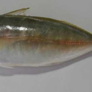 Peluang Usaha Budidaya Ikan Kembung Dan Analisa Usahanya