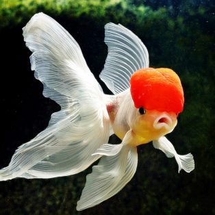 Peluang Usaha Budidaya Ikan Mas Koki Dan Analisa Usahanya