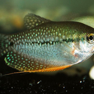 Peluang Usaha Budidaya Ikan Sepat Dan Analisa Usahanya