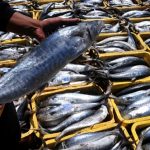 Peluang Usaha Budidaya Ikan Tenggiri Dan Analisa Usahanya