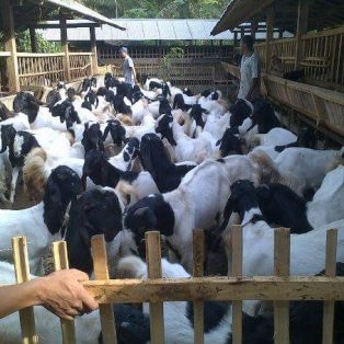 Peluang Usaha Budidaya Kambing Etawa Dan Analisa Usahanya