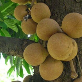 Peluang Usaha Budidaya Kepel Dan Analisa Usahanya