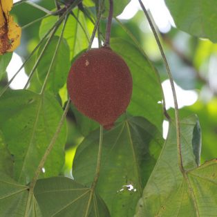 Peluang Usaha Budidaya Kluwak Dan Analisa Usahanya