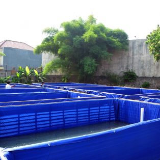 Peluang Usaha Budidaya Lele Terpal Dan Analisa Usahanya