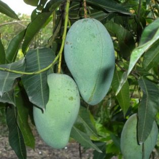 Peluang Usaha Budidaya Mangga Gadung Dan Analisa Usahanya