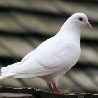 Peluang Usaha Budidaya Merpati Dan Analisa Usahanya