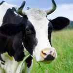 Peluang Usaha Budidaya Sapi Perah Dan Analisa Usahanya