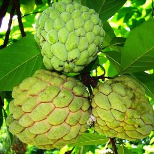 Peluang Usaha Budidaya Srikaya Dan Analisa Usahanya