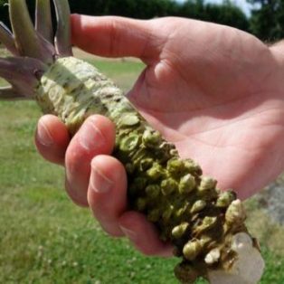 Peluang Usaha Budidaya Wasabi Dan Analisa Usahanya