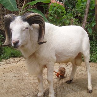 Peluang Usaha Ternak Domba Garut Dan Analisa Usahanya