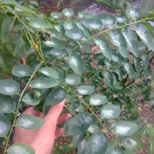 Peluang Usaha Budidaya Daun Katuk dan Analisa Usahanya