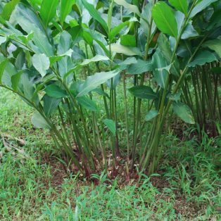 Peluang Usaha Budidaya Kapulaga dan Analisa Usahanya