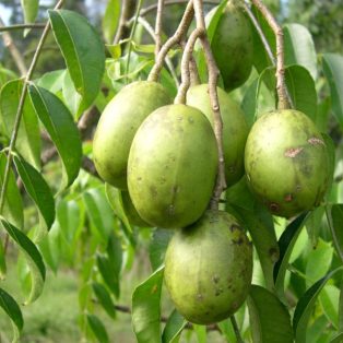 Peluang Usaha Budidaya Kedondong dan Analisa Usahanya