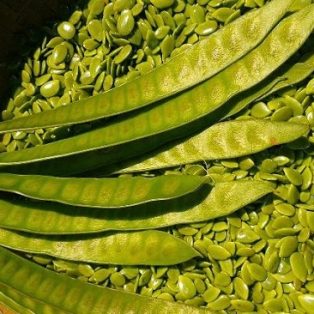 Peluang Usaha Budidaya Lamtoro dan Analisa Usahanya