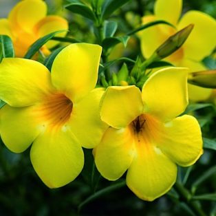Peluang Usaha Budidaya Bunga Alamanda Dan Analisa Usahanya
