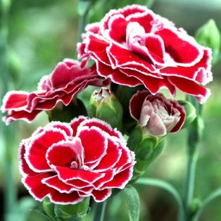 Peluang Usaha Budidaya Bunga Anyelir Dan Analisa Usahanya