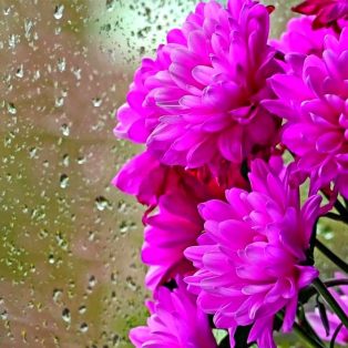 Peluang Usaha Budidaya Bunga Chrysant Dan Analisa Usahanya