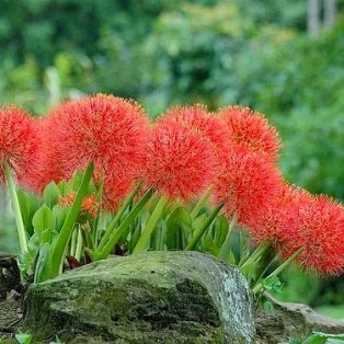 Peluang Usaha Budidaya Bunga Desember Dan Analisa Usahanya