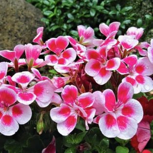 Peluang Usaha Budidaya Bunga Geranium Dan Analisa Usahanya